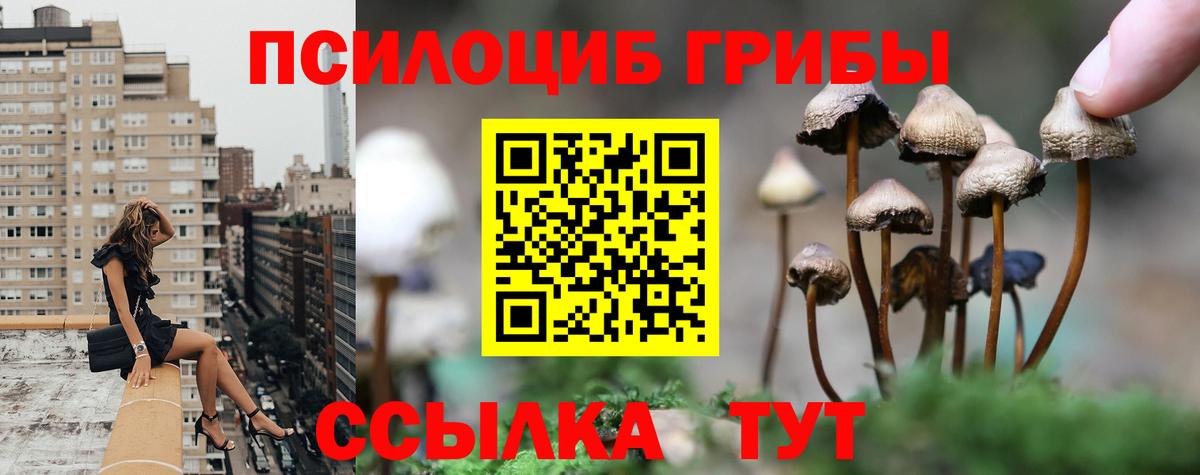 Псилоцибиновые грибы Psilocybe Минеральные Воды